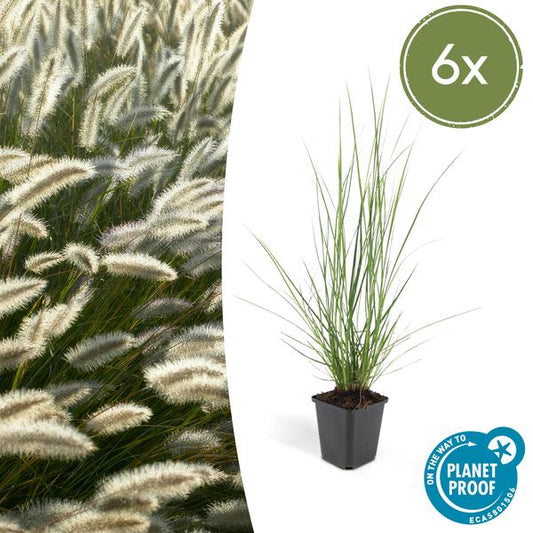 Lampenputzergras Pennisetum alopecuroides 'Hameln' – ↕10-25cm – Ø9cm – 6 Pflanzen – Cremige Blüten von August–Herbst – Pflegeleichtes Ziergras für Garten & Pflanzgefäße 