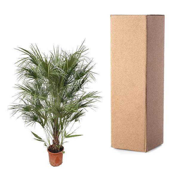 Grüne Zwergpalme – Chamaerops Humilis 170cm – Ø30cm – Mediterrane Kübelpflanze mit fächerförmigen Blättern – Robuste Palme für Garten, Terrasse, Wintergarten & Balkon – Pflegeleicht 