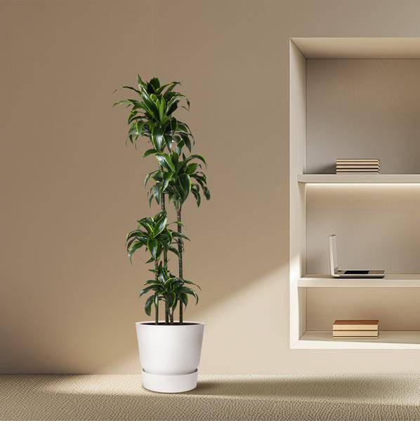 Drachenbaum – Dracaena Dorado 170cm – Ø27cm – Zimmerpflanze mit gold-grünen Blättern – Tropische Dekopflanze für Wohnzimmer, Büro & Wintergarten – Pflegeleicht 
