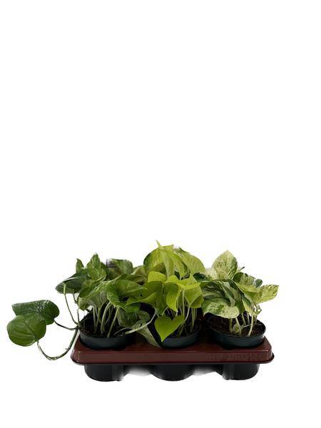 Efeutute - Epipremnum Mix - Ø12cm - ↕15cm - 6 Stück 