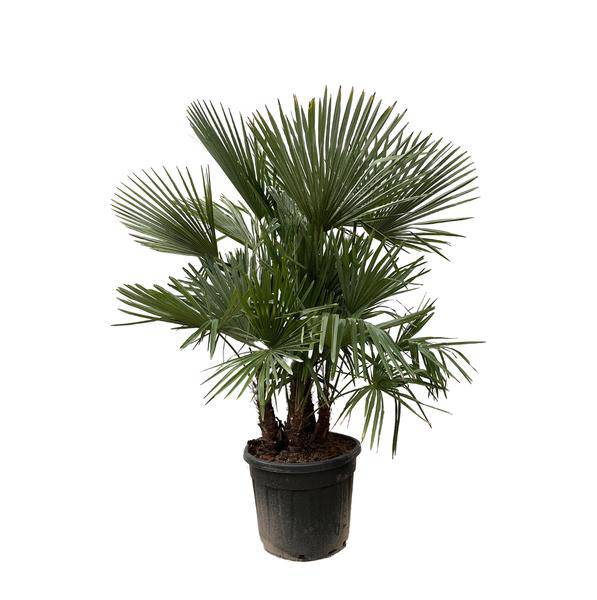 Hanfpalme – Trachycarpus mehrstämmig 230cm – Ø50cm – XXL-Palme mit fächerförmigen Blättern – Exotische Kübelpflanze für Garten, Terrasse, Wintergarten & Wohnzimmer – Pflegeleicht 