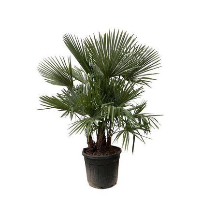 Hanfpalme – Trachycarpus mehrstämmig 230cm – Ø50cm – XXL-Palme mit fächerförmigen Blättern – Exotische Kübelpflanze für Garten, Terrasse, Wintergarten & Wohnzimmer – Pflegeleicht 