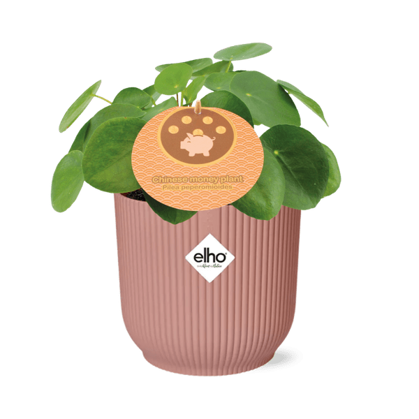 Chinesischer Geldbaum Pilea Peperomioides – Zimmerpflanze 12cm inkl. Ziertopf Vibes Fold Rosa Ø14cm – Glückspflanze mit runden Blättern – Pflegeleicht & dekorativ für Wohnzimmer, Büro & Schlafzimmer 