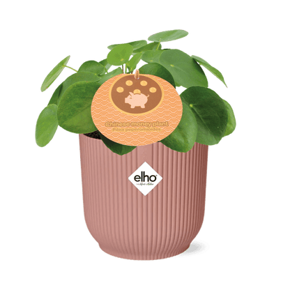 Chinesischer Geldbaum Pilea Peperomioides – Zimmerpflanze 12cm inkl. Ziertopf Vibes Fold Rosa Ø14cm – Glückspflanze mit runden Blättern – Pflegeleicht & dekorativ für Wohnzimmer, Büro & Schlafzimmer 