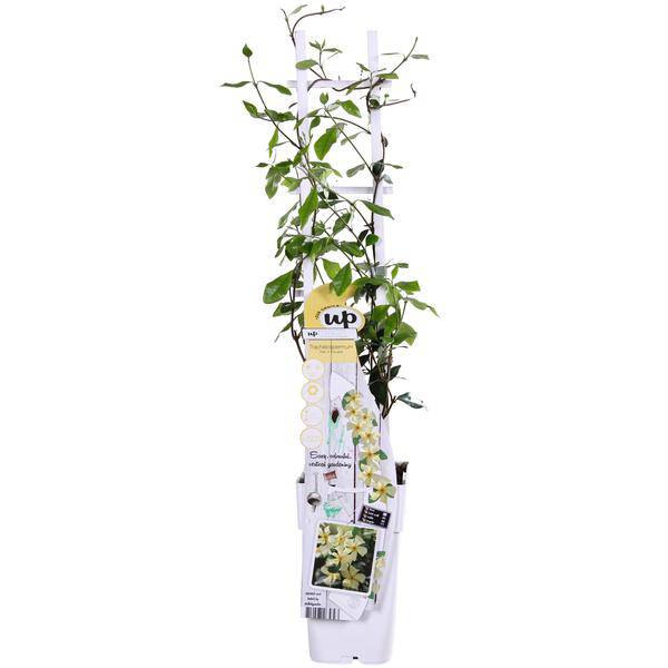 Sternjasmin Trachelospermum 'Star of Toskana' – Gelb – Immergrüne Kletterpflanze – ca. 65cm Höhe – Duftender mediterraner Jasmin für Terrasse & Balkon 