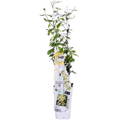 Sternjasmin Trachelospermum 'Star of Toskana' – Gelb – Immergrüne Kletterpflanze – ca. 65cm Höhe – Duftender mediterraner Jasmin für Terrasse & Balkon 