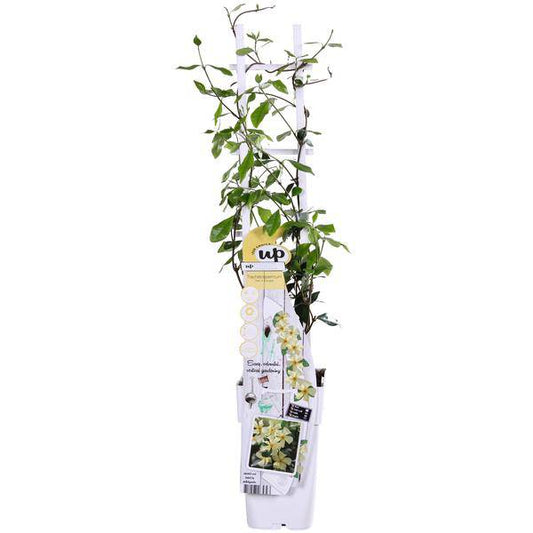 Sternjasmin Trachelospermum 'Star of Toskana' – Gelb – Immergrüne Kletterpflanze – ca. 65cm Höhe – Duftender mediterraner Jasmin für Terrasse & Balkon 