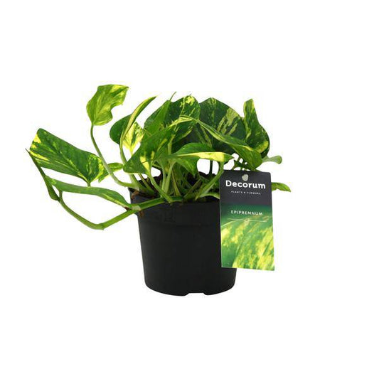 Efeutute - Scindapsus Epipremnum N'joy Gold - Zimmerpflanze - Ø12cm - ↕25cm 