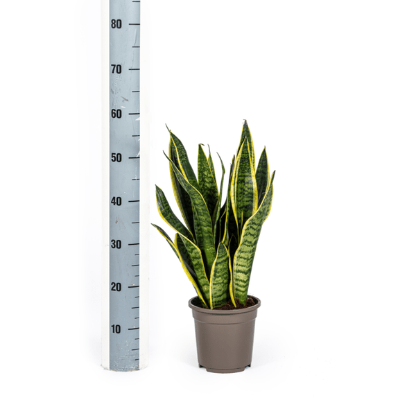 Bogenhanf Sansevieria Trifasciata Futura Superba – Zimmerpflanze – Ø17 cm Topf – Höhe 50-55 cm – Robust & pflegeleicht 