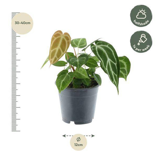 Anthurium Crystallinum – Flamingoblume – Zimmerpflanze ↕35cm – Ø12cm – Exotische Grünpflanze mit herzförmigen Blättern & weißen Blattadern – Dekopflanze für Wohnzimmer & Büro 