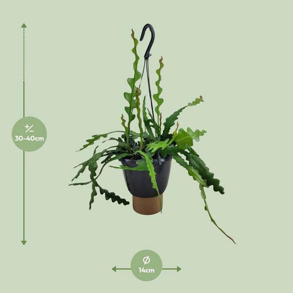 Sägeblattkaktus - Epiphyllum Anguliger - Zimmerpflanze - Ø14cm - ↕35cm 
