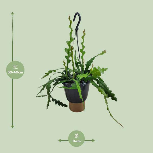 Sägeblattkaktus - Epiphyllum Anguliger - Zimmerpflanze - Ø14cm - ↕35cm 