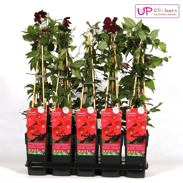 Clematis Hagley Hybrid - Clematis Rood - Ø15cm - ↕65cm 