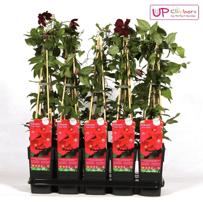 Clematis Hagley Hybrid - Clematis Rood - Ø15cm - ↕65cm 