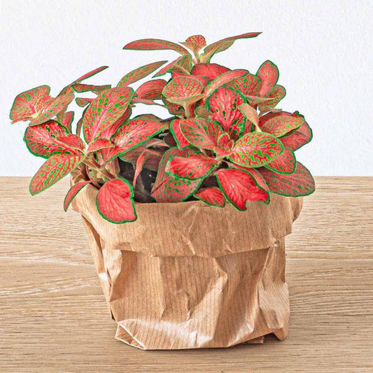 Flaschengarten-Set Dschungel 5 – DIY Pflanzenterrarium mit Coffea, Farn, Palme & Fittonia – Nachfüllpack & Starter-Kit 