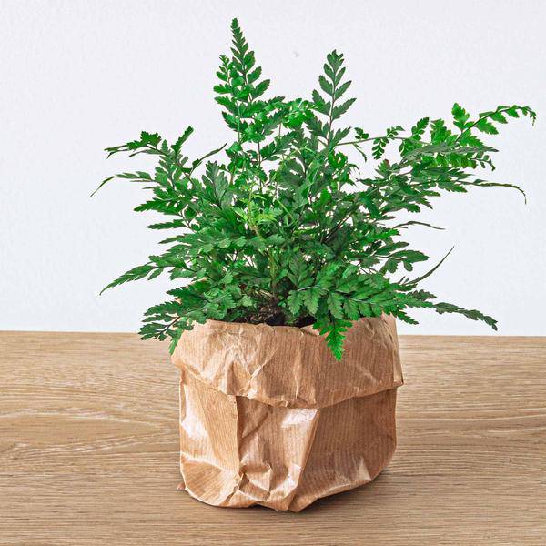 Farn - Athyrium spicatum - Terrarienpflanze - Topfgröße 6 