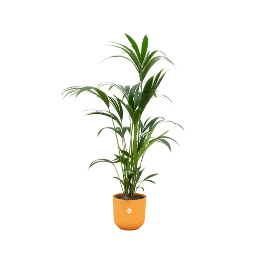 Kentia Palme – Forstersche Kentia – Zimmerpflanze – 160cm hoch – Ø26cm inkl. Jazz Topf Gelb – Elegante Palme für Innenräume – Tropische & pflegeleichte Grünpflanze 