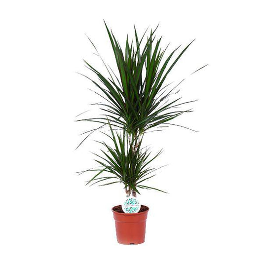 Drachenbaum - Dracaena Marginata - Zimmerpflanze - Ø17cm - ↕75cm 