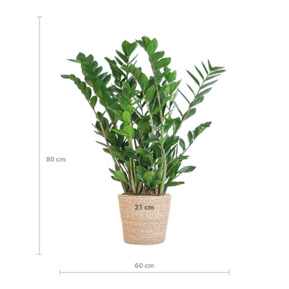 Zamioculcas Zamiifolia 80cm – Glücksfeder Zimmerpflanze Ø21cm – robuste & pflegeleichte Pflanze für Zuhause & Büro – inkl. handgeflochtenem Seegras-Korb Sofia Natur 
