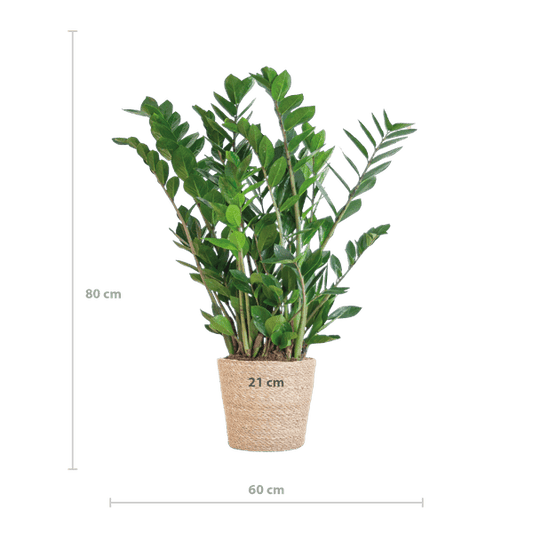 Zamioculcas Zamiifolia 80cm – Glücksfeder Zimmerpflanze Ø21cm – robuste & pflegeleichte Pflanze für Zuhause & Büro – inkl. handgeflochtenem Seegras-Korb Sofia Natur 