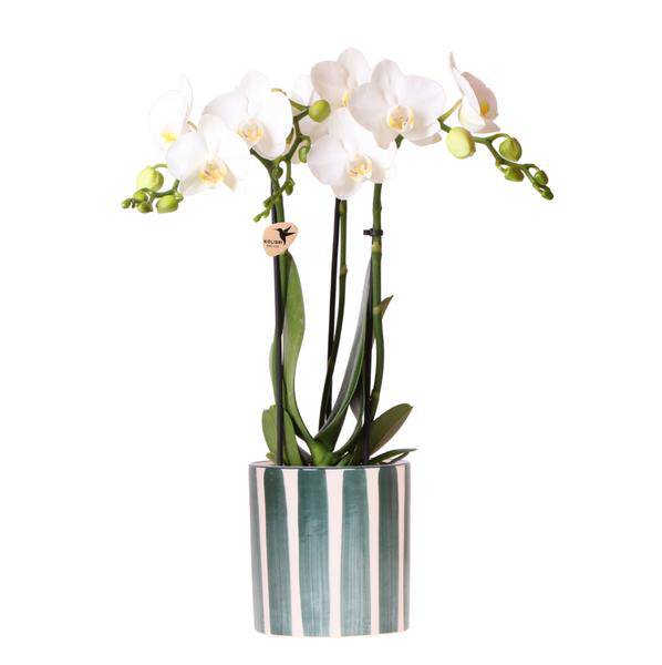 Phalaenopsis Orchidee Amabilis Weiß – Zimmerpflanze Ø9cm – inkl. Painted Stripe Topf Grün – Elegante Orchidee mit 2–3 Blütenstielen – Dekoratives Pflanzenset für Wohnzimmer, Büro & Geschenkidee 