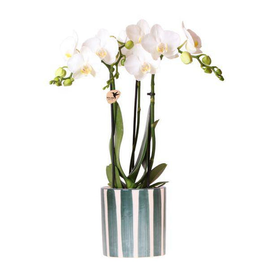 Phalaenopsis Orchidee Amabilis Weiß – Zimmerpflanze Ø9cm – inkl. Painted Stripe Topf Grün – Elegante Orchidee mit 2–3 Blütenstielen – Dekoratives Pflanzenset für Wohnzimmer, Büro & Geschenkidee 