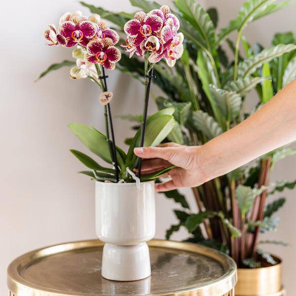 Überraschungsbox - 4 verschiedene Orchideen 