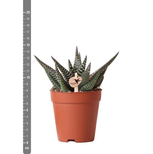 Sukkulente Haworthia Royal Highness – Grüne & Weiße Zimmerpflanze – Ø9cm – Pflegeleicht & Robust – Ideal für helle Standorte 