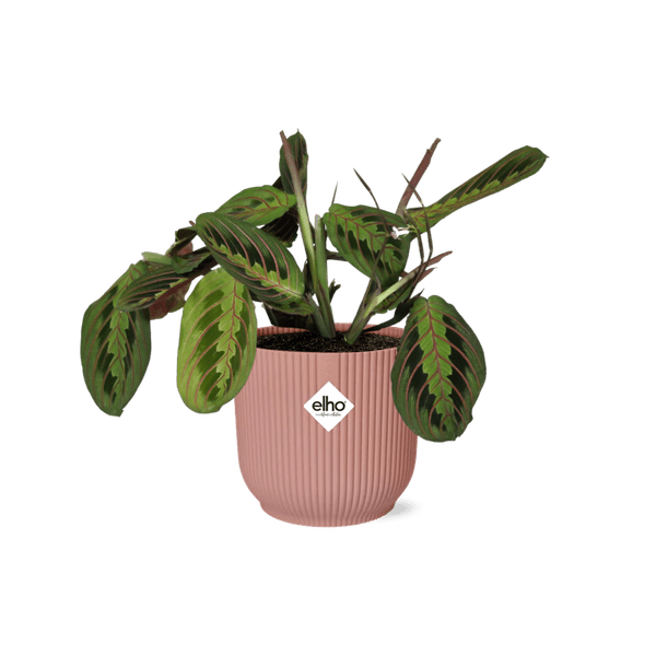 Pfeilwurz - Maranta Leuconeura 'Fascinator' Tricolor - Zimmerpflanze + Topf Vibes Fold 14cm Rosa 