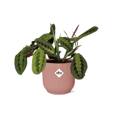 Pfeilwurz - Maranta Leuconeura 'Fascinator' Tricolor - Zimmerpflanze + Topf Vibes Fold 14cm Rosa 
