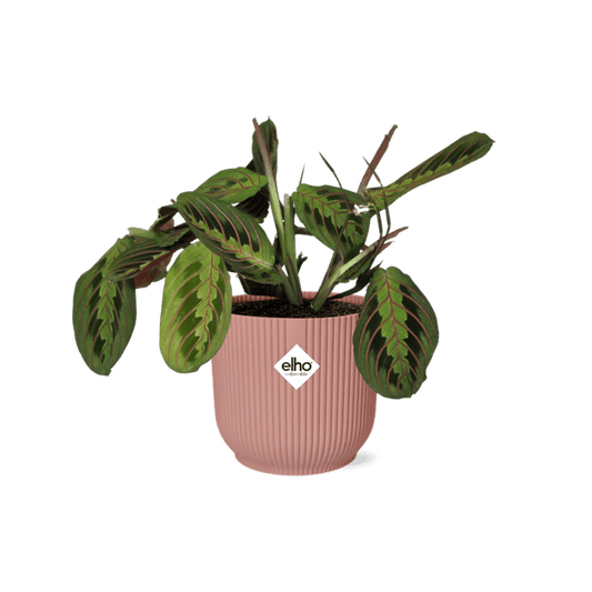 Pfeilwurz - Maranta Leuconeura 'Fascinator' Tricolor - Zimmerpflanze + Topf Vibes Fold 14cm Rosa 