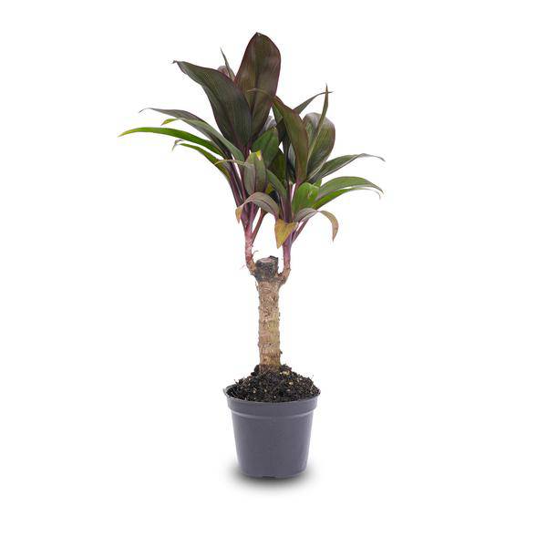 Mini-Palme Cordyline fruticosa Purple Compacta – Terrarienpflanze – Ø6cm – Kompakte Keulenlilie mit violettem Laub – Pflegeleicht & dekorativ 