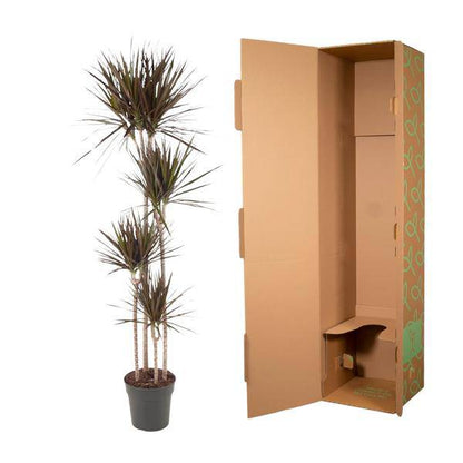 Drachenbaum – Dracaena Magenta 180cm – Ø27cm – Zimmerpflanze mit grünen Blättern & magentafarbenem Rand – Tropische Dekopflanze für Wohnzimmer, Büro & Wintergarten – Pflegeleicht 