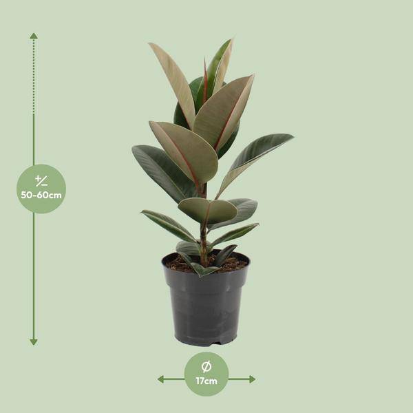 Gummibaum - Ficus Elastica Robusta - Zimmerpflanze - Ø17cm - ↕55cm 