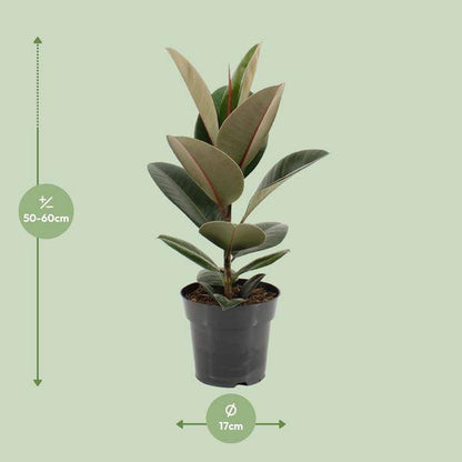 Gummibaum - Ficus Elastica Robusta - Zimmerpflanze - Ø17cm - ↕55cm 