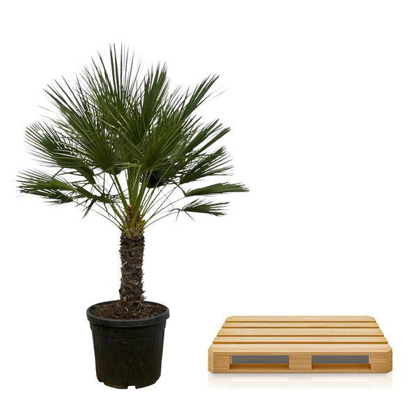 Chamaerops Humilis auf Stiel – Zwergpalme – Fächerpalme – Mediterrane Zimmer- und Kübelpflanze – Ø45cm – ↕150cm 