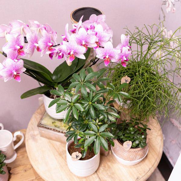 Phalaenopsis Orchidee – Rosa Mineral Rotterdam – Ø9cm – Blühende Zimmerpflanze – 2–3 Zweige – Pflegeleicht & dekorativ – Für Wohnzimmer, Büro & Bad 