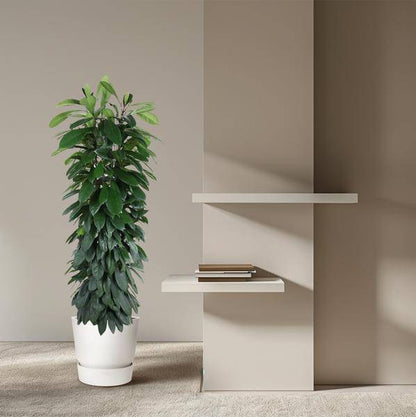 Gummibaum – Ficus Cyathistipula 150cm – Ø29cm – Elegante Zimmerpflanze mit glänzenden grünen Blättern – Immergrüne Dekopflanze für Wohnzimmer, Büro & Wintergarten – Pflegeleicht 