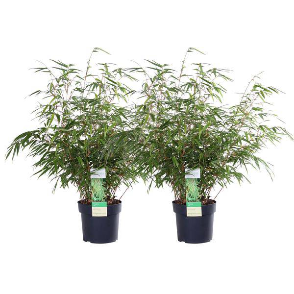 Schirmbambus Fargesia rufa – 2er-Set – ca. 60cm hoch Ø19cm – Immergrüner, horstbildender Bambus – Winterhart & nicht wuchernd – Für Balkon, Garten & Sichtschutz 
