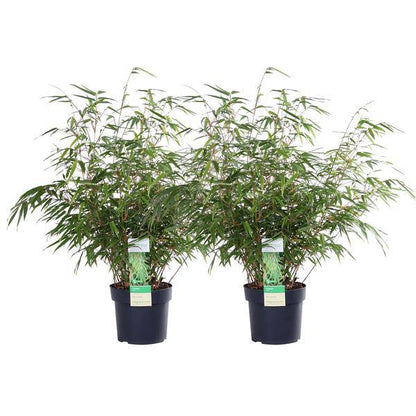 Schirmbambus Fargesia rufa – 2er-Set – ca. 60cm hoch Ø19cm – Immergrüner, horstbildender Bambus – Winterhart & nicht wuchernd – Für Balkon, Garten & Sichtschutz 