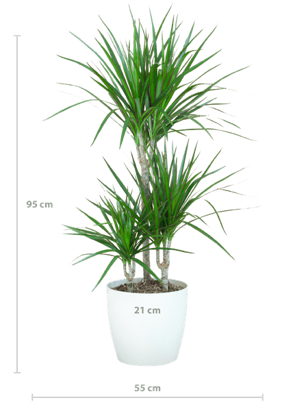 Dracaena Marginata – Drachenbaum – Zimmerpflanze – ca. 95cm hoch – Ø21cm – inkl. nachhaltigem Viber Übertopf Weiß – pflegeleichte tropische Grünpflanze 