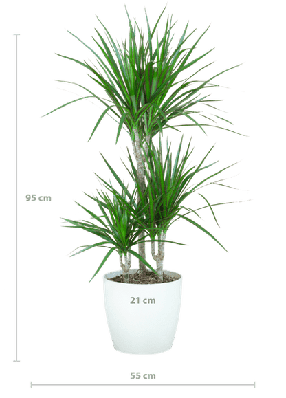 Dracaena Marginata – Drachenbaum – Zimmerpflanze – ca. 95cm hoch – Ø21cm – inkl. nachhaltigem Viber Übertopf Weiß – pflegeleichte tropische Grünpflanze 