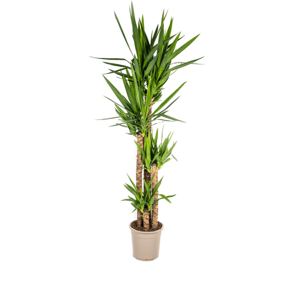 Riesen-Palmlilie - Yucca Elephantipes - Zimmerpflanze - Ø27cm - ↕160cm – Pflegeleicht & robust 