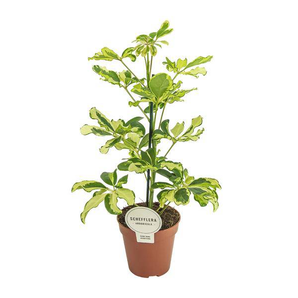 Strahlenaralie - Schefflera Charlotte - Zimmerpflanze - Ø13cm - ↕45cm 