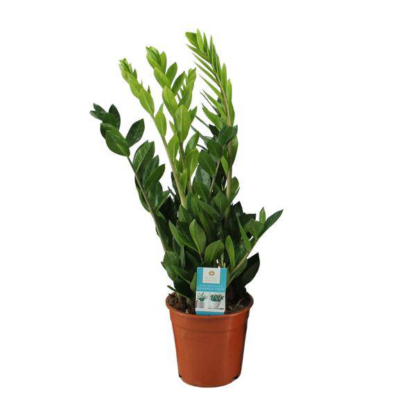 Glücksfeder - Zamioculcas Zamiifolia - Zimmerpflanze - Ø17cm - ↕65cm 