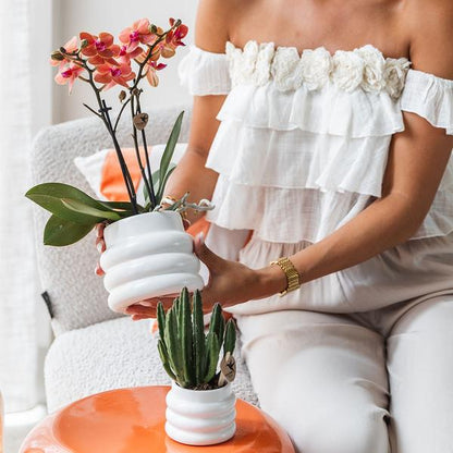 Phalaenopsis Orchidee Mineral Bolzano Orange – Zimmerpflanze mit 2–3 Zweigen – Inklusive Bubble Keramiktopf Weiß Ø9cm – Edle Orchidee für Wohnzimmer, Esszimmer & Büro 