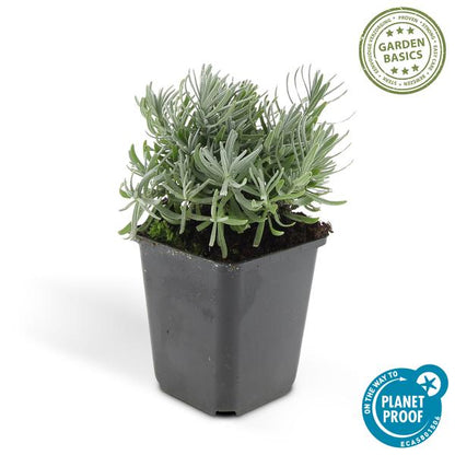 Lavender Lavandula 'Hidcote' – 6 Pflanzen – Reich blühender Lavendel – ↕10-25cm – Ø9cm – pflegeleicht & sonnig 