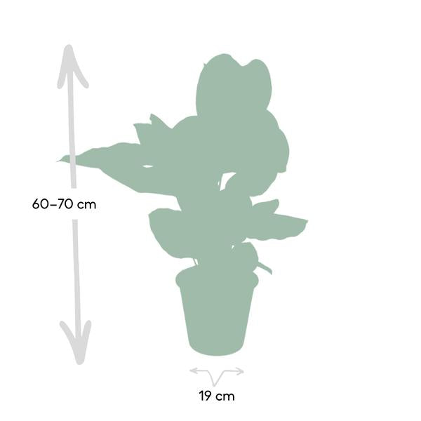 Calathea Ornata – Korbmarante – Zimmerpflanze – Ø19cm x ↕75cm – Dunkelgrüne Blätter mit rosa Streifen – Tropische Pflanze für Wohnräume – Luftreinigend & pflegeleicht 