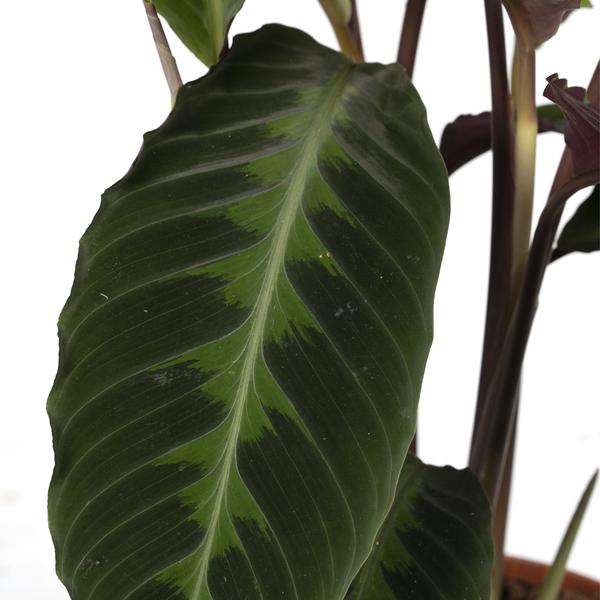 Calathea Warscewiczii – Pfauenpflanze – Ø19cm x H70cm – Samtige Zimmerpflanze mit gemusterten Blättern – Für schattige Standorte – Pflegeleicht – Direkt aus der Gärtnerei 