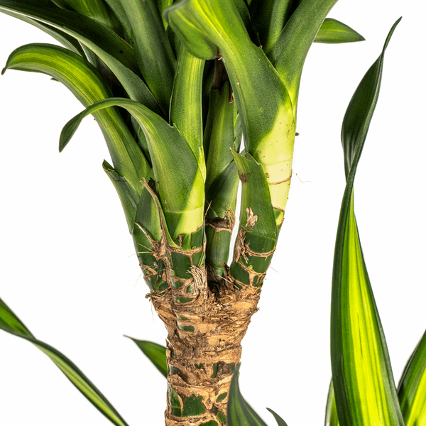 Dracaena Deremensis Rikki - Drachenbaum - Zimmerpflanze - Ø24cm - ↕130-150cm 